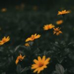 Flowers & Plants - A captivating scene of yellow flowers blooming a #10095794