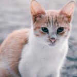 Cute Pets - Cute tabby cat with white and orange fur looking #11015251