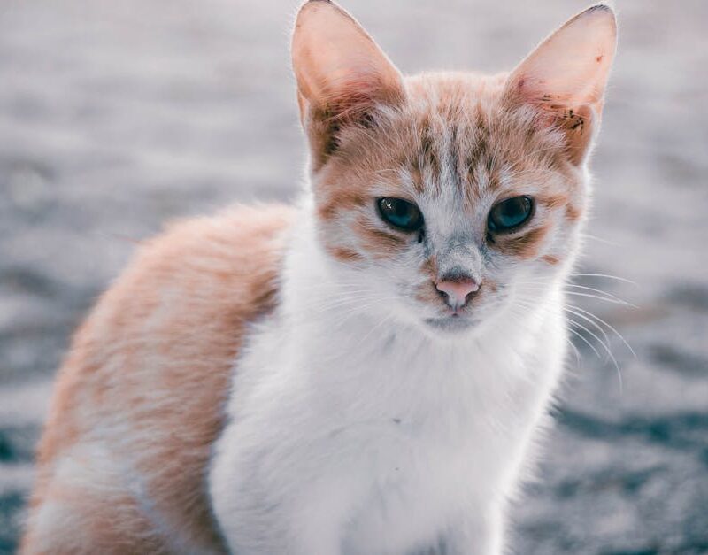 Cute Pets - Cute tabby cat with white and orange fur looking #11015251