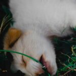 Cute Pets - Cute puppy sleeping peacefully in grass, showcas #11552605