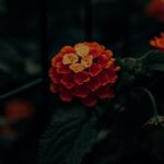Flowers & Plants - Close-up of a bright orange lantana flower with #12563718