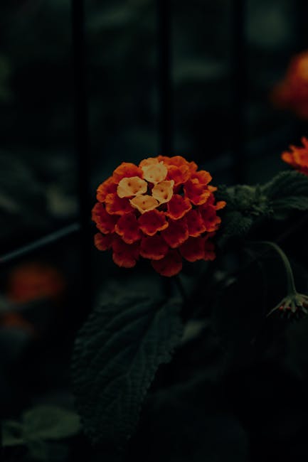 Flowers & Plants - Close-up of a bright orange lantana flower with #12563718