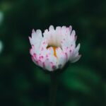 Flowers & Plants - A delicate white and pink daisy captured in shar #12582039