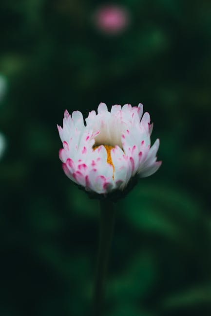 Flowers & Plants - A delicate white and pink daisy captured in shar #12582039
