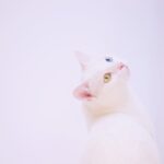 Cute Pets - Elegant white cat with unique heterochromia look #1287518