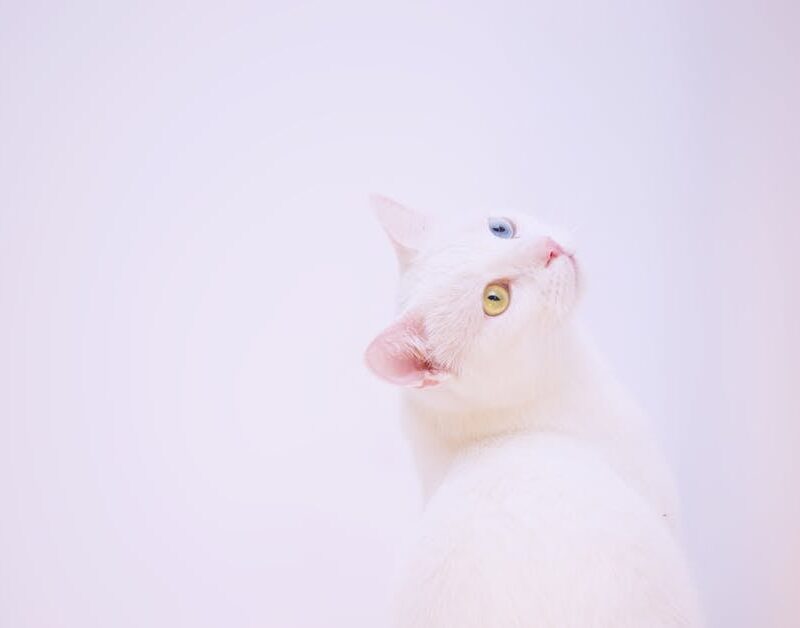 Cute Pets - Elegant white cat with unique heterochromia look #1287518