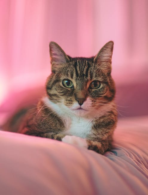 Cute Pets - Adorable tabby cat looking at the camera with so #14523506