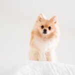 Cute Pets - Cute Pomeranian dog sitting on a white bed, show #15096711