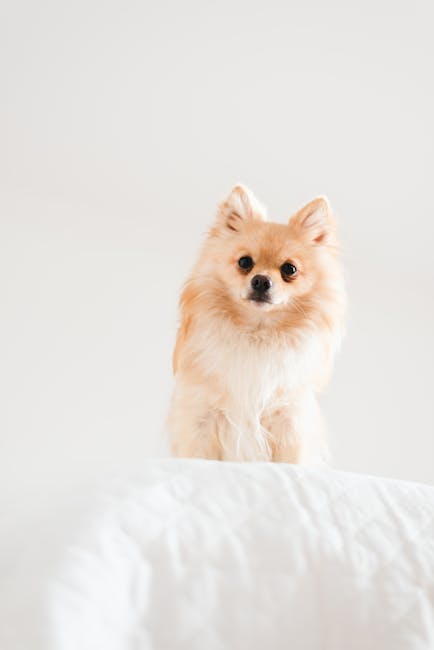 Cute Pets - Cute Pomeranian dog sitting on a white bed, show #15096711