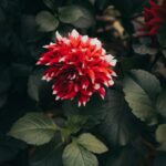 Flowers & Plants - Close-up of a vibrant red and white dahlia surro #15196019