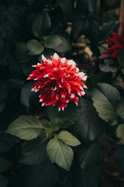 Flowers & Plants - Close-up of a vibrant red and white dahlia surro #15196019