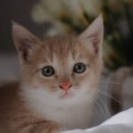 Cute Pets - Close-up portrait of a cute orange kitten with a #15926008