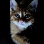 Cute Pets - Adorable close-up of a ginger kitten with a dark #1596045