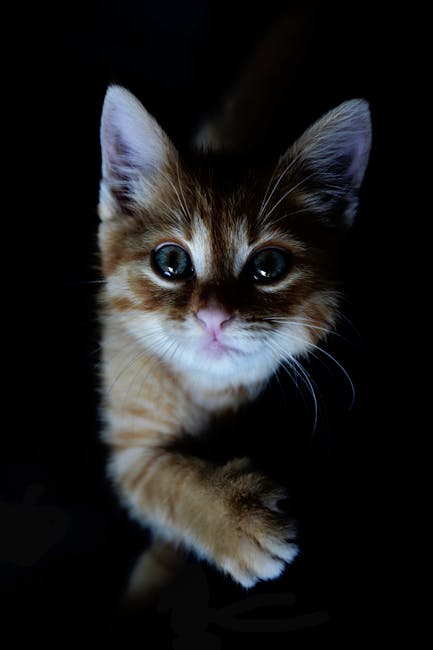 Cute Pets - Adorable close-up of a ginger kitten with a dark #1596045