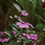 Flowers & Plants - Close-up of vibrant pink flowers blooming in a l #16485104