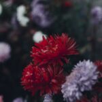 Flowers & Plants - Stunning close-up of red chrysanthemums with a b #1651038