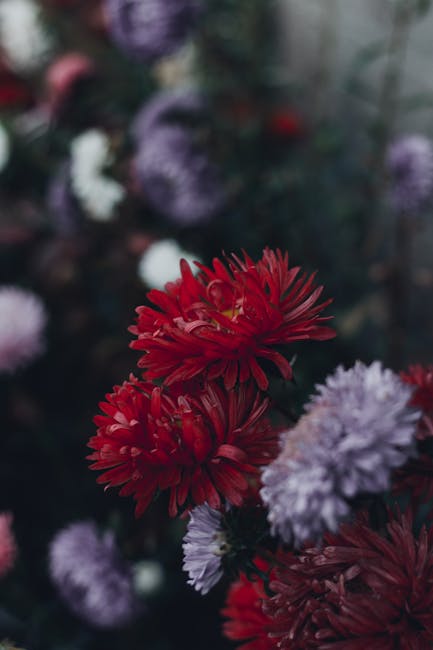 Flowers & Plants - Stunning close-up of red chrysanthemums with a b #1651038