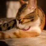 Cute Pets - Peaceful tabby cat sleeping in soft light, showc #1754886