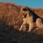 Cute Pets - A dog and cat play together in a sunlit meadow, #19490689