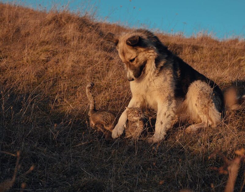 Cute Pets - A dog and cat play together in a sunlit meadow, #19490689