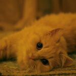 Cute Pets - Close-up of a cute fluffy cat lying down indoors #19661173