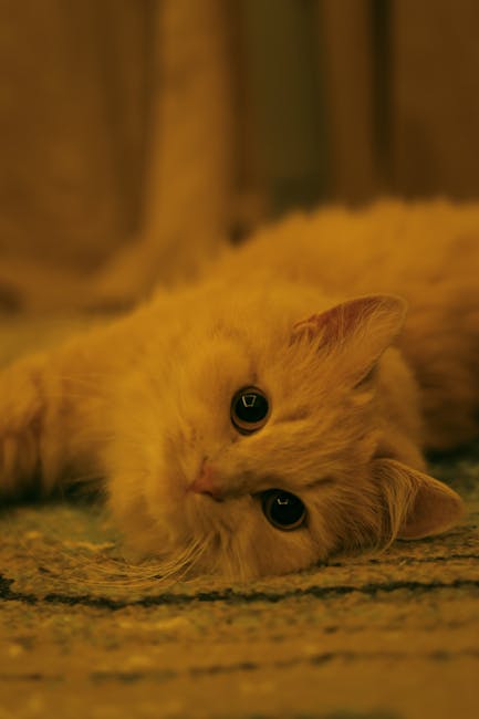 Cute Pets - Close-up of a cute fluffy cat lying down indoors #19661173
