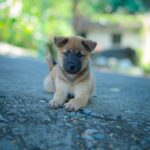 Cute Pets - Cute puppy lying on pavement in an outdoor setti #19698367