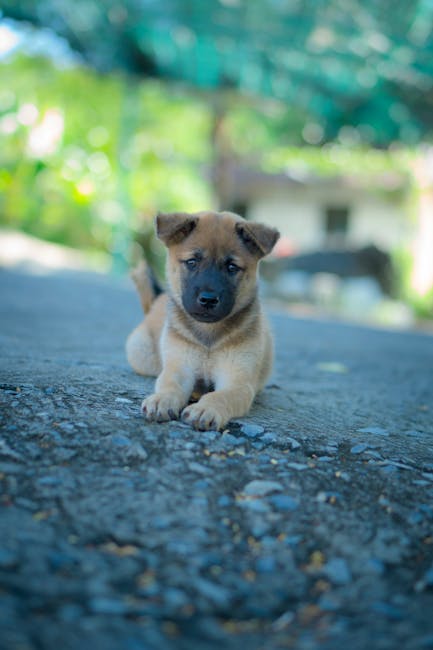 Cute Pets - Cute puppy lying on pavement in an outdoor setti #19698367