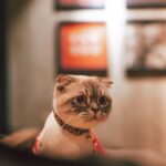 Cute Pets - Cute grey cat with a collar looking curious indo #20467067