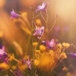 Flowers & Plants - Capture the tranquil beauty of purple and yellow #2440300