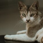 Cute Pets - A serene domestic cat lying indoors, captured in #25405833