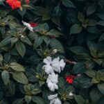 Flowers & Plants - Discover vibrant red and white flowers nestled a #25946631