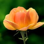 Flowers & Plants - Close-up of a vibrant yellow-orange rose in full #28549070