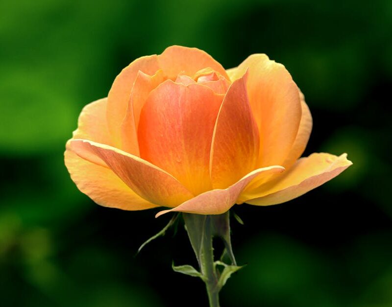 Flowers & Plants - Close-up of a vibrant yellow-orange rose in full #28549070