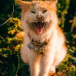 Cute Pets - Charming Angora cat yawning in a sunlit Indonesi #29094881