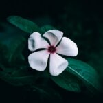 Flowers & Plants - Vibrant close-up of a white periwinkle flower ag #29141000