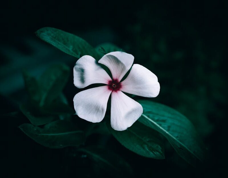 Flowers & Plants - Vibrant close-up of a white periwinkle flower ag #29141000