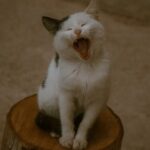 Cute Pets - Adorable black and white cat yawning while sitti #29486892