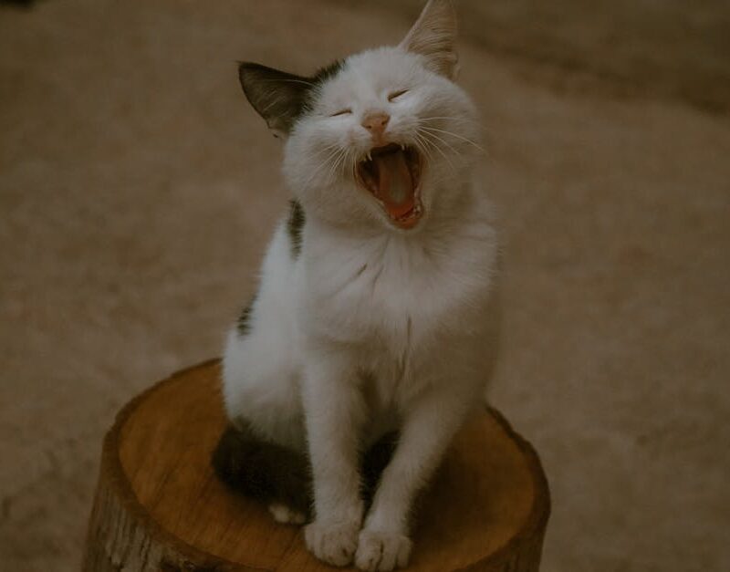 Cute Pets - Adorable black and white cat yawning while sitti #29486892
