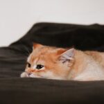 Cute Pets - Cute orange tabby cat resting on a dark blanket, #30856284