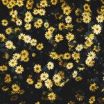 Flowers & Plants - A bright cluster of yellow daisies in full bloom #32959310