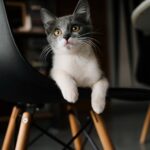 Cute Pets - Playful grey and white kitten on a modern chair #33565726