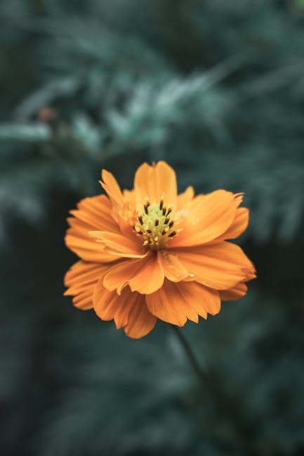 Flowers & Plants - Detailed close-up of a vibrant orange cosmos flo #33694732