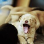 Cute Pets - Capture of a yawning puppy surrounded by other p #34221894