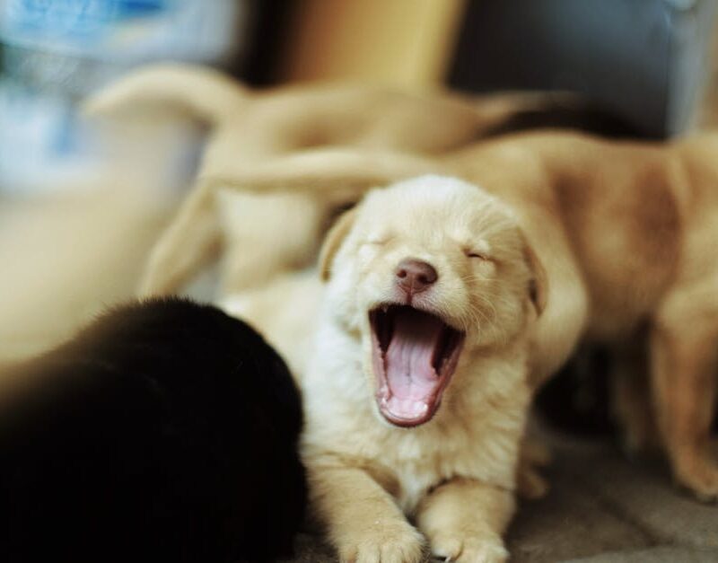 Cute Pets - Capture of a yawning puppy surrounded by other p #34221894