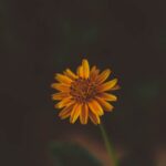 Flowers & Plants - Single yellow daisy in focus surrounded by dark #34952062