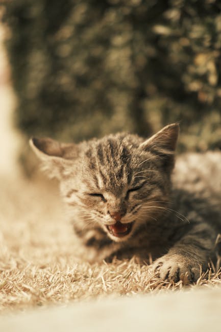 Cute Pets - Cute tabby kitten resting on dried grass in warm #35128357