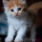 Cute Pets - Charming portrait of a fluffy orange and white k #35305641
