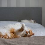 Cute Pets - A fluffy ginger cat lounging casually on a bed, #35620581