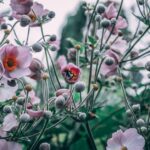 Flowers & Plants - Close-up of pink Japanese Anemones with a bee in #35657562